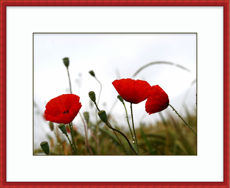 tumblr_static_free-red-poppies-in-the-rain-wallpaper_1600x1200_88038