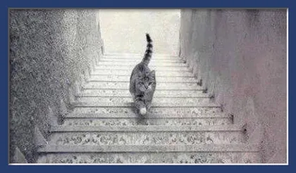 MC Escher's Cat Takes a Walk