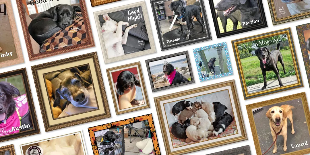 Giving Back to Animals in Need