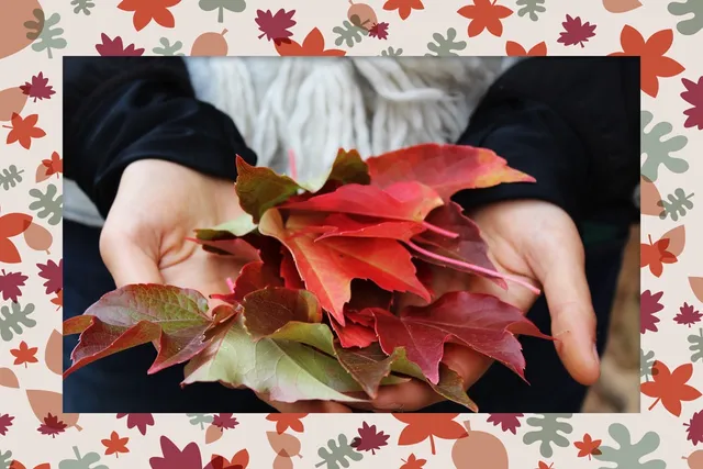 Fall Leaves