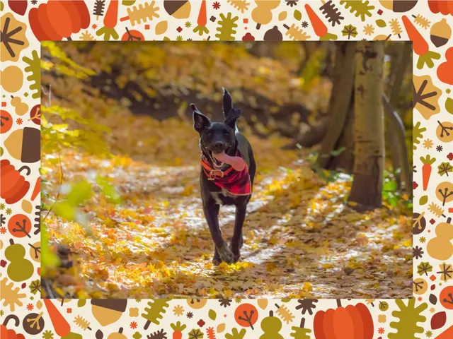Fall frame for Mac available in ImageFramer