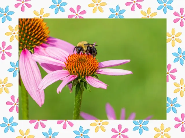 Spring frame for Mac available in ImageFramer