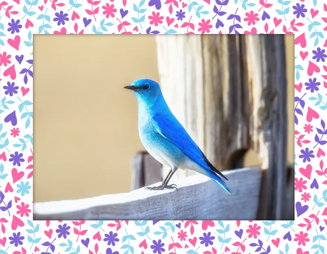 Beautiful Blue Bird