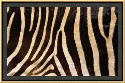 How to Frame Animal Prints and Skins