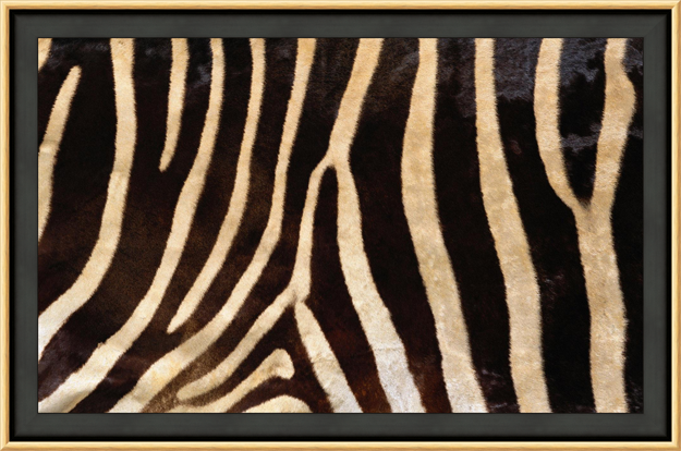 How to Frame Animal Prints and Skins