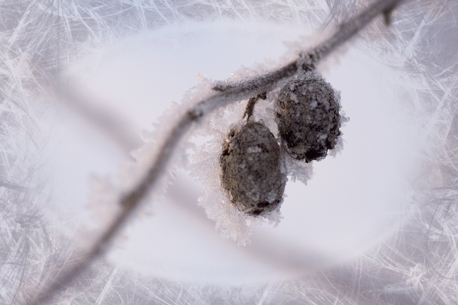 Hoarfrost photo with a little ImageFramer touch